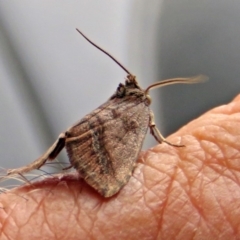 Lophotoma metabula at Greenway, ACT - 24 Jan 2018