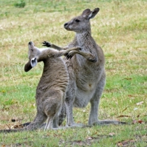 Macropus giganteus at Greenway, ACT - 24 Jan 2018