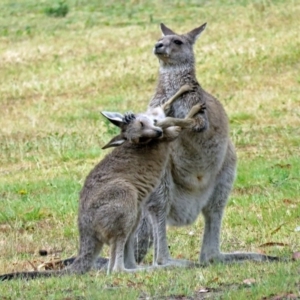 Macropus giganteus at Greenway, ACT - 24 Jan 2018