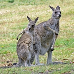 Macropus giganteus at Greenway, ACT - 24 Jan 2018