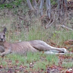 Macropus giganteus at Greenway, ACT - 24 Jan 2018 12:07 PM