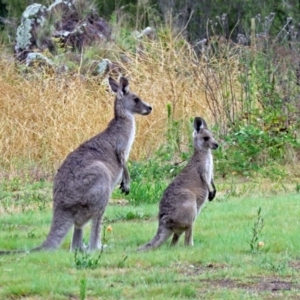 Macropus giganteus at Greenway, ACT - 24 Jan 2018 12:07 PM