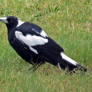 Gymnorhina tibicen at Greenway, ACT - 24 Jan 2018