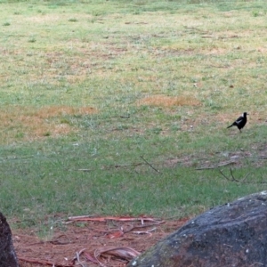 Gymnorhina tibicen at Greenway, ACT - 24 Jan 2018