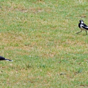 Grallina cyanoleuca at Greenway, ACT - 24 Jan 2018 12:18 PM