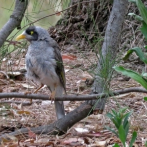 Manorina melanocephala at Greenway, ACT - 24 Jan 2018 12:26 PM