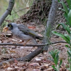 Manorina melanocephala at Greenway, ACT - 24 Jan 2018 12:26 PM