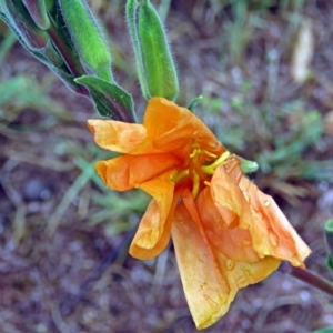 Oenothera stricta subsp. stricta at Greenway, ACT - 24 Jan 2018 12:09 PM