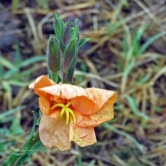 Oenothera stricta subsp. stricta at Greenway, ACT - 24 Jan 2018 12:09 PM