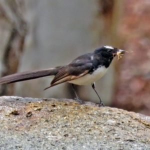 Rhipidura leucophrys at Greenway, ACT - 24 Jan 2018 12:27 PM