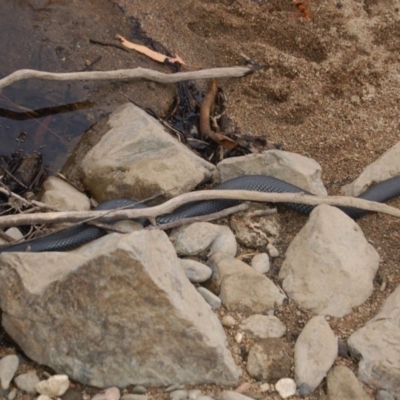 Pseudechis porphyriacus (Red-bellied Black Snake) at Booth, ACT - 22 Jan 2018 by KMcCue