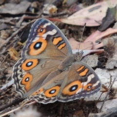 Junonia villida (Meadow Argus) at Conder, ACT - 8 Jan 2018 by MichaelBedingfield