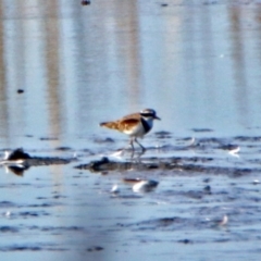 Charadrius melanops (Black-fronted Dotterel) at Fyshwick Sewerage Treatment Plant - 23 May 2017 by RodDeb