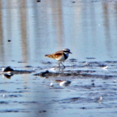 Charadrius melanops (Black-fronted Dotterel) at Fyshwick, ACT - 23 May 2017 by RodDeb