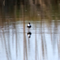 Erythrogonys cinctus (Red-kneed Dotterel) at Fyshwick Sewerage Treatment Plant - 23 May 2017 by RodDeb