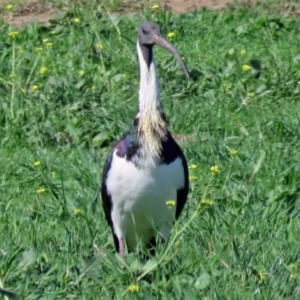 Threskiornis spinicollis at Fyshwick Sewerage Treatment Plant - 15 Apr 2017