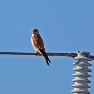 Falco cenchroides (Nankeen Kestrel) at Fyshwick, ACT - 11 Jul 2017 by RodDeb