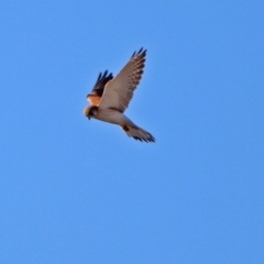 Falco cenchroides at Fyshwick Sewerage Treatment Plant - 11 Jul 2017 02:39 PM