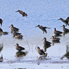 Malacorhynchus membranaceus (Pink-eared Duck) at Fyshwick Sewerage Treatment Plant - 23 May 2017 by RodDeb