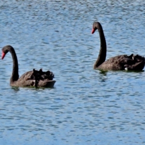 Cygnus atratus at Fyshwick Sewerage Treatment Plant - 23 May 2017 01:15 PM