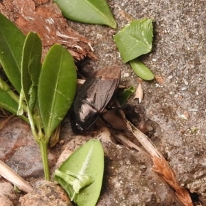 Cydnidae (family) at Fadden, ACT - 29 Dec 2017 02:38 PM