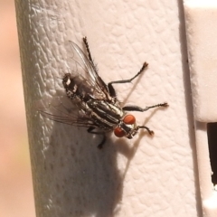 Sarcophagidae sp. (family) (Unidentified flesh fly) at Fadden, ACT - 31 Dec 2017 by YumiCallaway