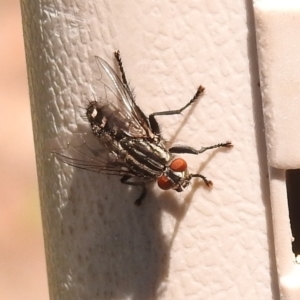 Sarcophagidae (family) at Fadden, ACT - 1 Jan 2018 10:53 AM