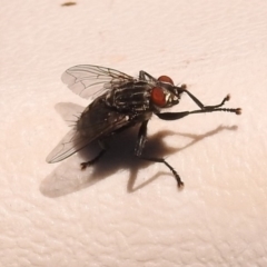 Sarcophagidae sp. (family) at Fadden, ACT - 1 Jan 2018