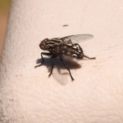 Sarcophagidae sp. (family) at Fadden, ACT - 1 Jan 2018