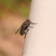 Sarcophagidae sp. (family) at Fadden, ACT - 1 Jan 2018