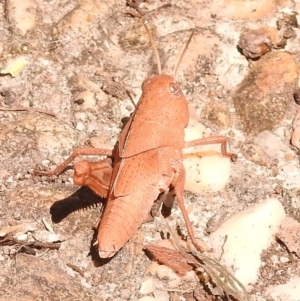 Goniaea australasiae at Fadden, ACT - 1 Jan 2018 10:54 AM