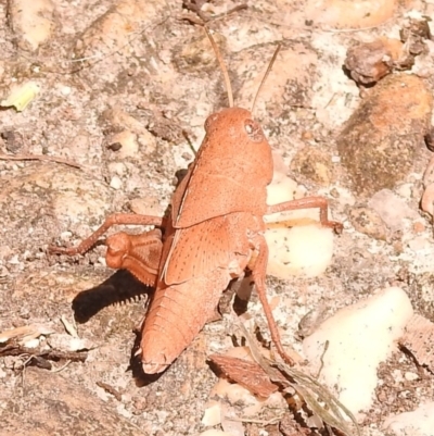 Goniaea australasiae (Gumleaf grasshopper) at Fadden, ACT - 31 Dec 2017 by YumiCallaway