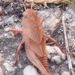 Goniaea australasiae at Fadden, ACT - 1 Jan 2018 10:54 AM