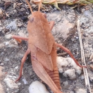 Goniaea australasiae at Fadden, ACT - 1 Jan 2018 10:54 AM