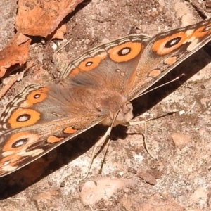 Junonia villida at Fadden, ACT - 1 Jan 2018 11:11 AM