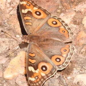 Junonia villida at Fadden, ACT - 1 Jan 2018 11:11 AM