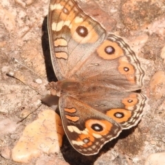 Junonia villida at Fadden, ACT - 1 Jan 2018 11:11 AM