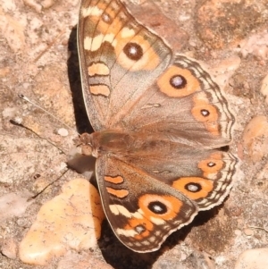 Junonia villida at Fadden, ACT - 1 Jan 2018 11:11 AM