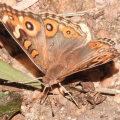 Junonia villida at Fadden, ACT - 1 Jan 2018 11:11 AM