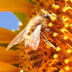 Apis mellifera at Fadden, ACT - 1 Jan 2018