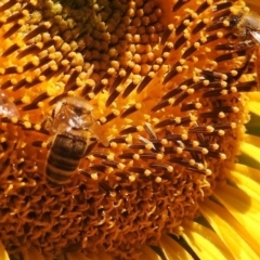 Apis mellifera at Fadden, ACT - 1 Jan 2018