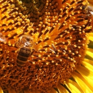 Apis mellifera at Fadden, ACT - 1 Jan 2018