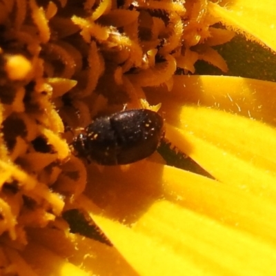 Aethina sp. (genus) (Sap beetle) at Fadden, ACT - 1 Jan 2018 by YumiCallaway