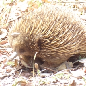 Tachyglossus aculeatus at Hughes, ACT - 25 Jan 2018 01:52 PM