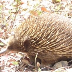 Tachyglossus aculeatus at Hughes, ACT - 25 Jan 2018 01:52 PM