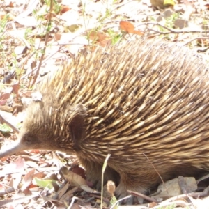 Tachyglossus aculeatus at Hughes, ACT - 25 Jan 2018 01:52 PM