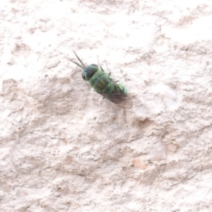 Primeuchroeus sp. (genus) at Fadden, ACT - 1 Jan 2018 04:18 PM