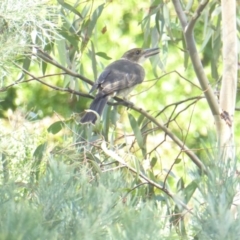 Cracticus torquatus (Grey Butcherbird) at Hughes, ACT - 25 Jan 2018 by JackyF