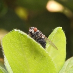 Sarcophagidae sp. (family) (Unidentified flesh fly) at Fadden, ACT - 1 Jan 2018 by YumiCallaway