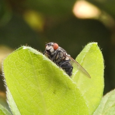 Sarcophagidae (family) (Unidentified flesh fly) at Fadden, ACT - 1 Jan 2018 by YumiCallaway